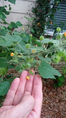 Pseudabutilon umbellatum