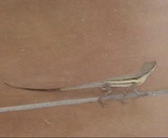 Anolis opalinus