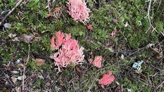 Ramaria araiospora