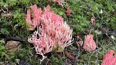 Ramaria araiospora