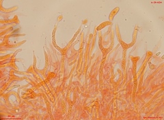 Dacrymyces corticioides