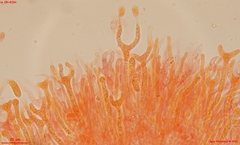 Dacrymyces corticioides