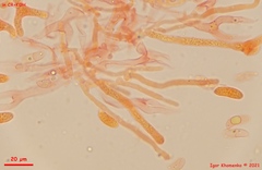 Dacrymyces corticioides