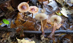 Mycena atkinsoniana