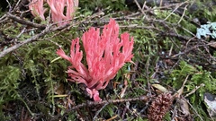 Ramaria araiospora