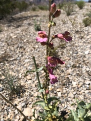 Penstemon bicolor roseus