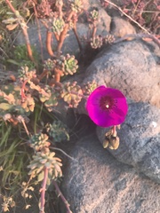 Cistanthe grandiflora