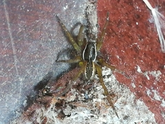 Diapontia uruguayensis