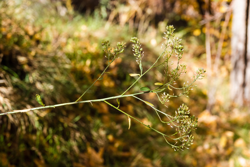Lepidium ruderale iNat (3)
