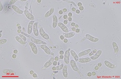 Dacrymyces corticioides