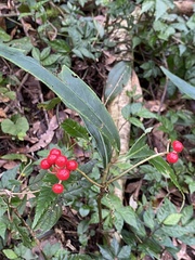 Ardisia crispa