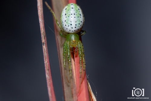Araneus tuscarora
