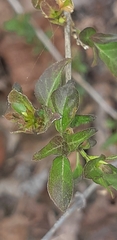Tetramerium wasshausenii