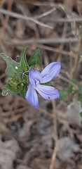 Tetramerium wasshausenii