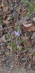 Tetramerium wasshausenii