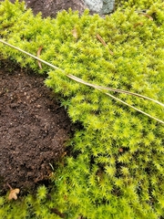 Racomitrium canescens canescens