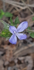 Tetramerium wasshausenii