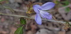 Tetramerium wasshausenii