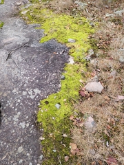 Racomitrium canescens canescens