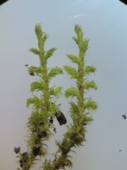 Racomitrium canescens canescens