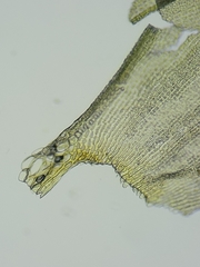 Racomitrium canescens canescens