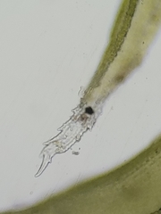 Racomitrium canescens canescens