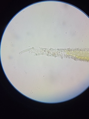 Racomitrium canescens canescens