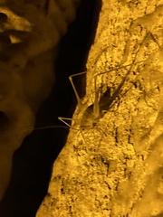 Hadenoecus subterraneus