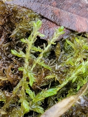 Sphagnum platyphyllum