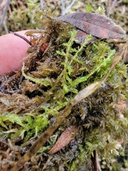 Sphagnum platyphyllum
