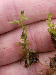 Sphagnum platyphyllum