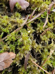 Sphagnum platyphyllum