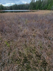 Sphagnum platyphyllum