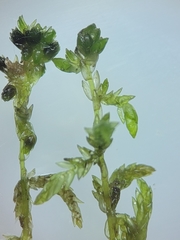 Sphagnum platyphyllum