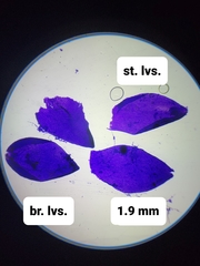 Sphagnum platyphyllum