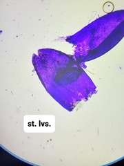 Sphagnum platyphyllum