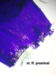 Sphagnum platyphyllum