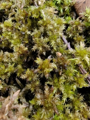 Sphagnum platyphyllum