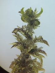 Sphagnum platyphyllum