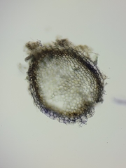 Sphagnum platyphyllum