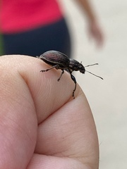 Naupactus tremolerasi