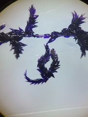 Sphagnum platyphyllum