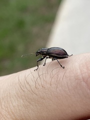 Naupactus tremolerasi