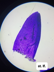 Sphagnum platyphyllum