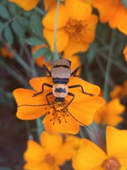 Chauliognathus nigrocinctus