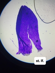 Sphagnum platyphyllum