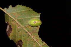 Heterogenea shurtleffi