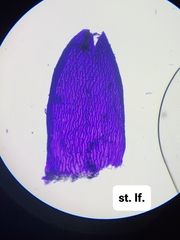 Sphagnum platyphyllum