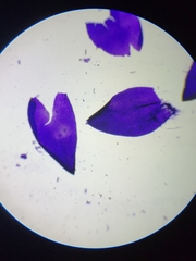 Sphagnum platyphyllum