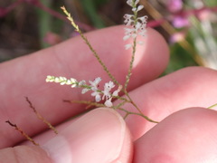 Polygonella ciliata
